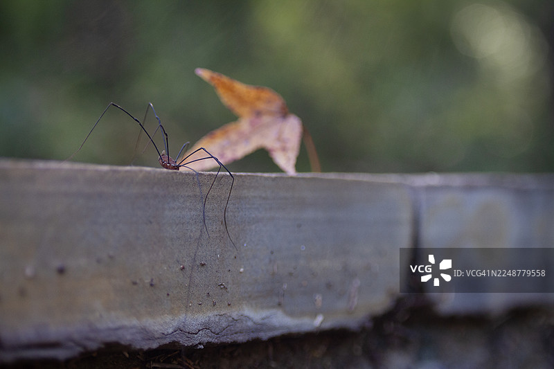 特写镜头，一只长腿蜘蛛在木质表面上，背景是模糊的自然景物图片素材
