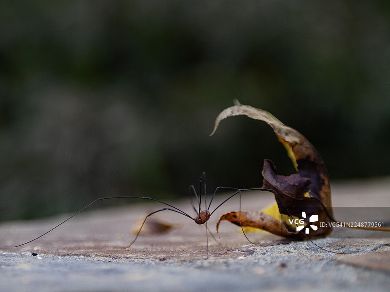 路边落叶旁一只收获蛛的特写图片素材