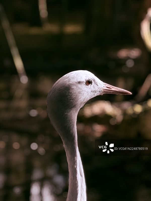 蓝鹤头部和颈部的特写侧面照，背景柔和且黑暗图片素材