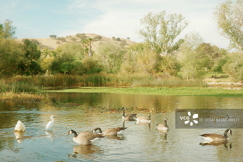 宁静的池塘景致，有加拿大雁、一只白鸭和一只白鹭在水中游弋，周围环绕着郁郁葱葱的绿色植物和山丘，天空柔和图片素材
