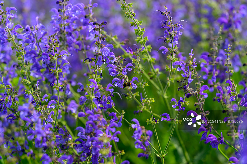 一片生机勃勃的紫色花田特写，一只蜜蜂正在采集花蜜图片素材