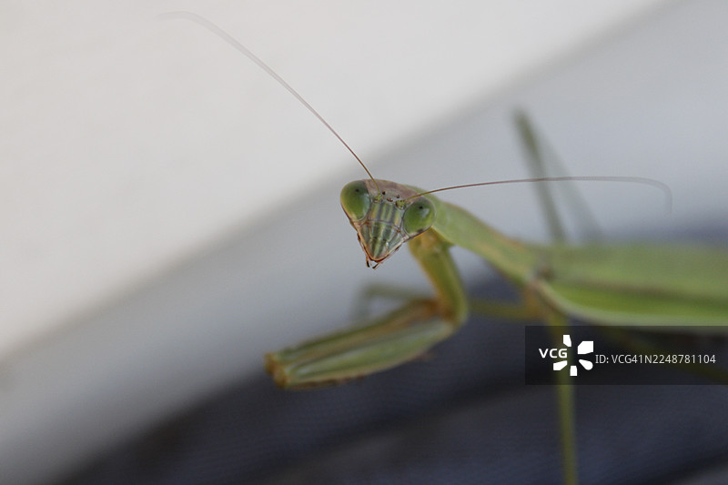 一只螳螂的特写，头部朝前，展示了它的大眼睛和触角图片素材