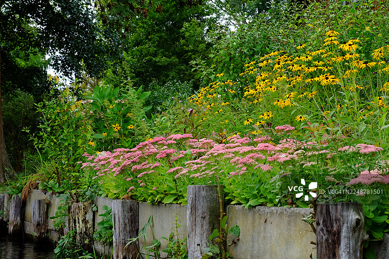 公园里，混凝土与木材驳岸旁生长着茂密的绿色树叶以及鲜艳的粉色和黄色花朵图片素材