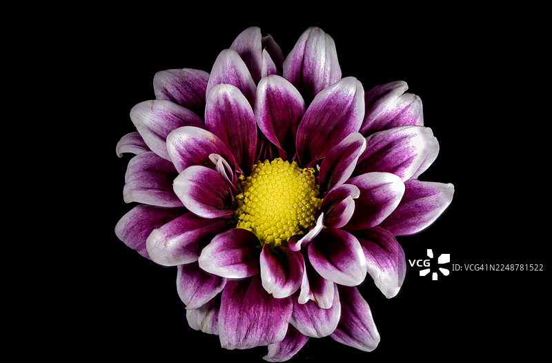 一朵充满活力的紫白色菊花，中心为亮黄色，背景为纯黑色图片素材