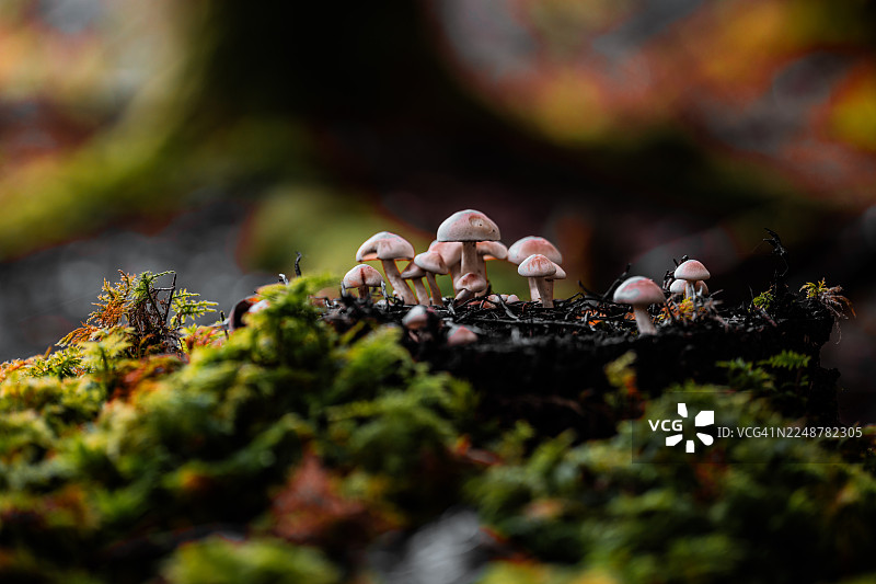 黑暗、富有氛围的森林中，特写镜头展示了小蘑菇和充满活力的绿色苔藓，瑞士布歇格，基堡图片素材