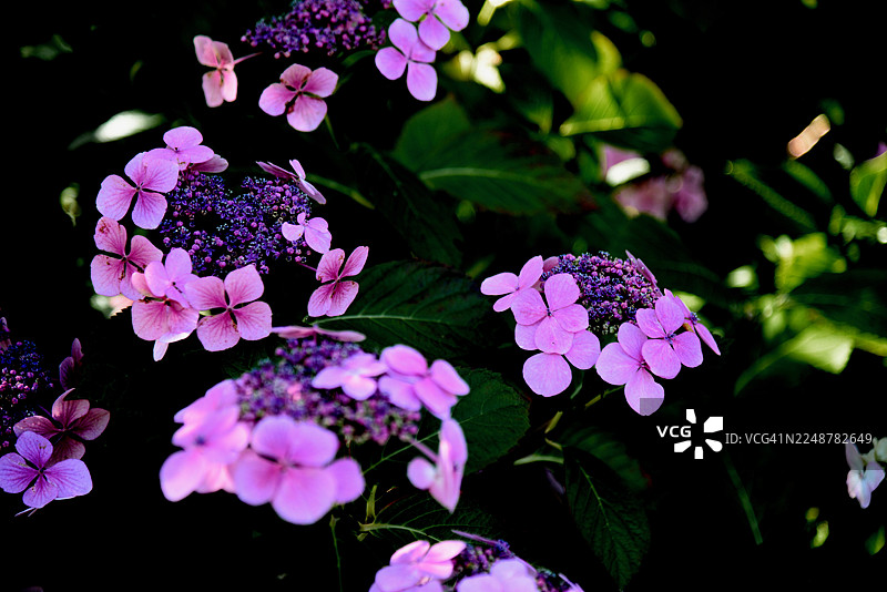 充满活力的紫色开花植物特写，带有绿叶，展现出自然之美和精致的细节图片素材
