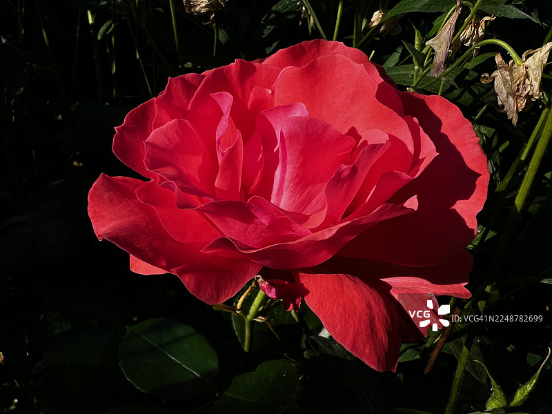 花园中盛开的鲜艳红玫瑰，背景是深绿色叶子图片素材