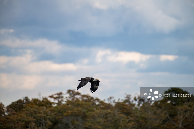 雄伟的白头海雕翱翔于绿树成荫的上空，背景是多云的天空图片素材