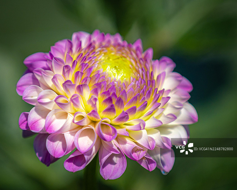 盛开的鲜艳粉色、白色和黄色大丽花特写，展现出精致的花瓣和自然之美图片素材