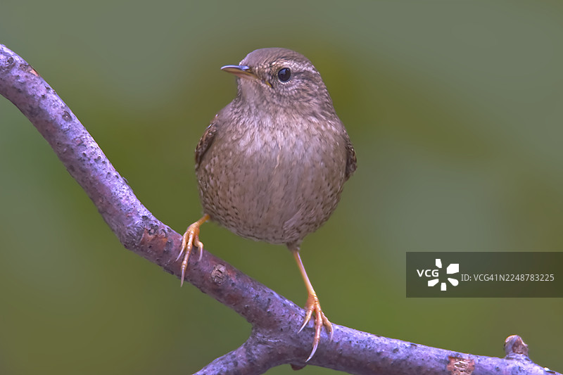 一只棕色小鸟栖息在树枝上的特写，背景是柔和的绿色。图片素材