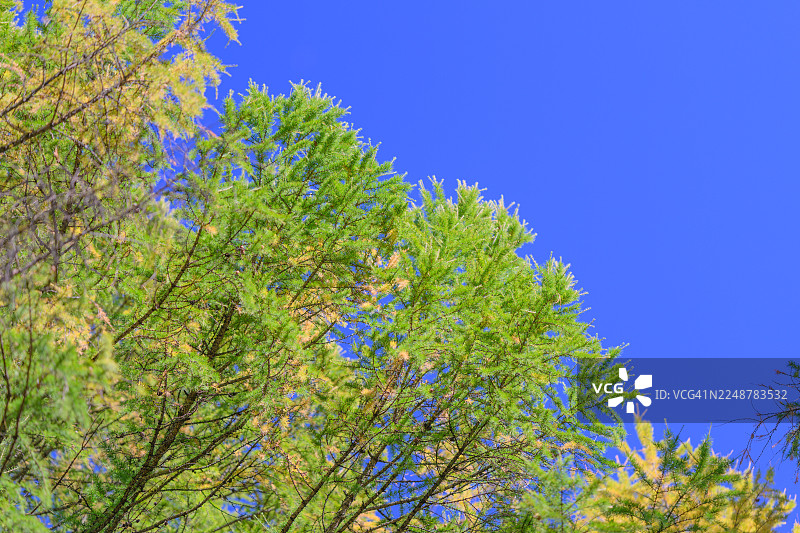 从低角度仰望，充满活力的绿黄相间的落叶松树枝在晴朗的蓝天下图片素材