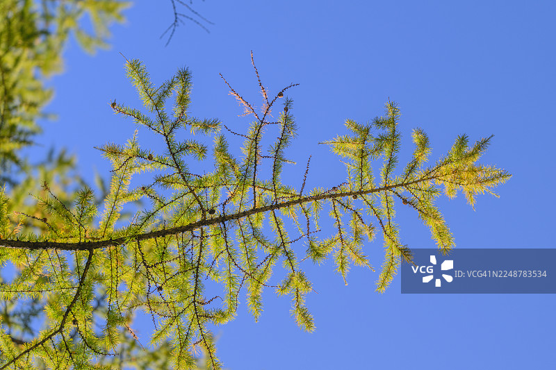 从低角度仰望，生机勃勃的绿色落叶松枝条在晴朗的蓝天下舒展图片素材