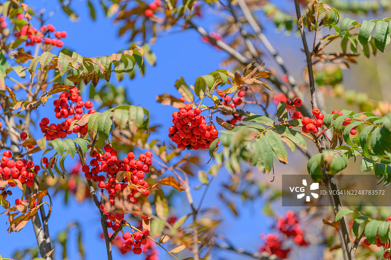 秋日里，树枝上挂着鲜红的浆果，映衬着湛蓝的天空，展现出大自然的勃勃生机。图片素材