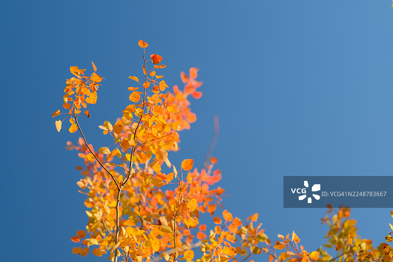 在晴朗的蓝天下，从低角度仰望，可以看到鲜艳的黄色和橙色秋叶。图片素材