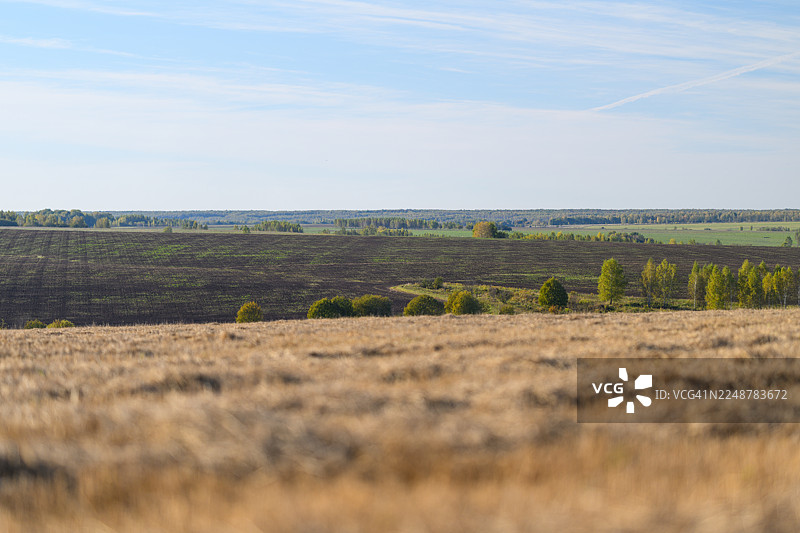 晴朗的蓝天下，阳光明媚，金色的田野与远处的绿树构成广阔的视野图片素材