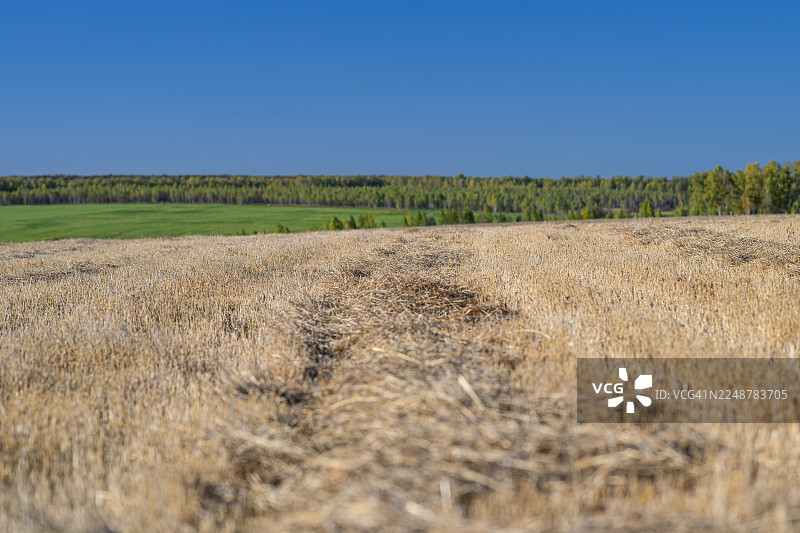 晴朗的蓝天下，阳光明媚的一天，金黄色的麦田里有一条小路，通向远处绿色的田野和森林。图片素材