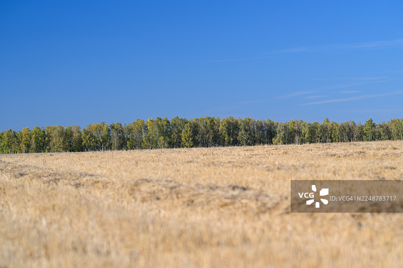晴朗蓝天下阳光明媚的金色已收割作物田，田边点缀着一排树木图片素材