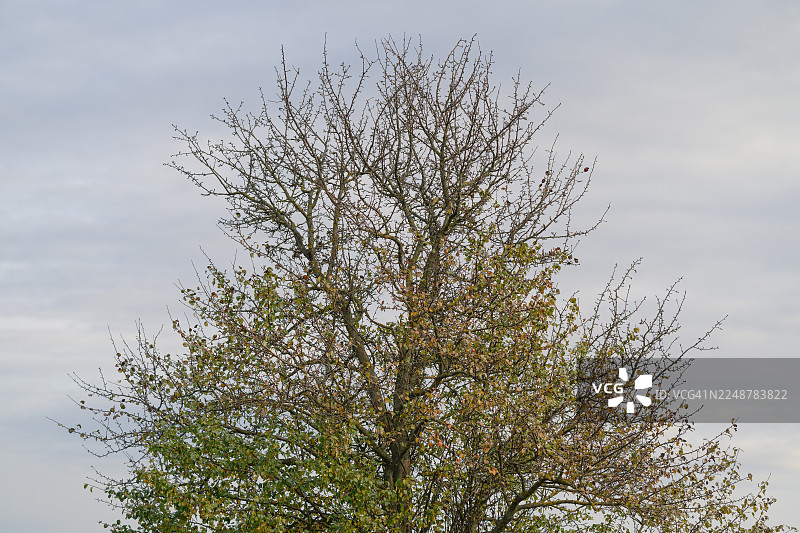 仰视一棵枝叶稀疏的树，背景是多云的天空，季节正在交替图片素材