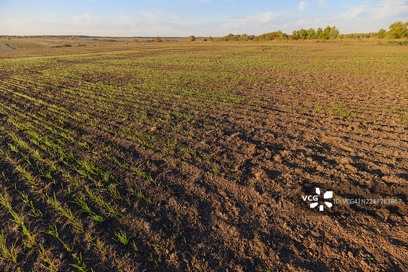 广阔的农田，长着嫩绿的庄稼，在蔚蓝的天空下，预示着生长和丰收图片素材