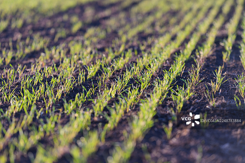 自然光下，肥沃土壤上整齐的田垄里生长着生机勃勃的绿色作物，全景拍摄。图片素材