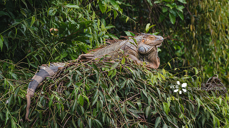 一只绿鬣蜥在其自然栖息地的树枝上休息，展示着它的鳞片和尖刺状的冠饰图片素材