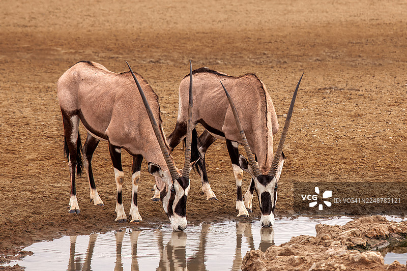 两只 Oryx 羚羊在干旱的荒漠景观中从水坑里饮水图片素材