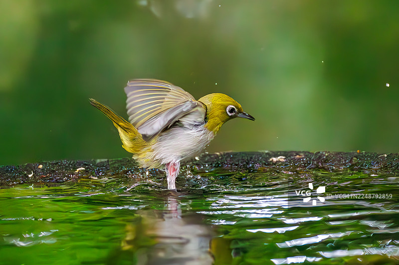 一群可爱的日本暗眼鹛（Zosterops Japonica）在山梨县秦野市、生野山公园、生野山鸟类保护区（日本）的泉水中沐浴 - 2025。图片素材