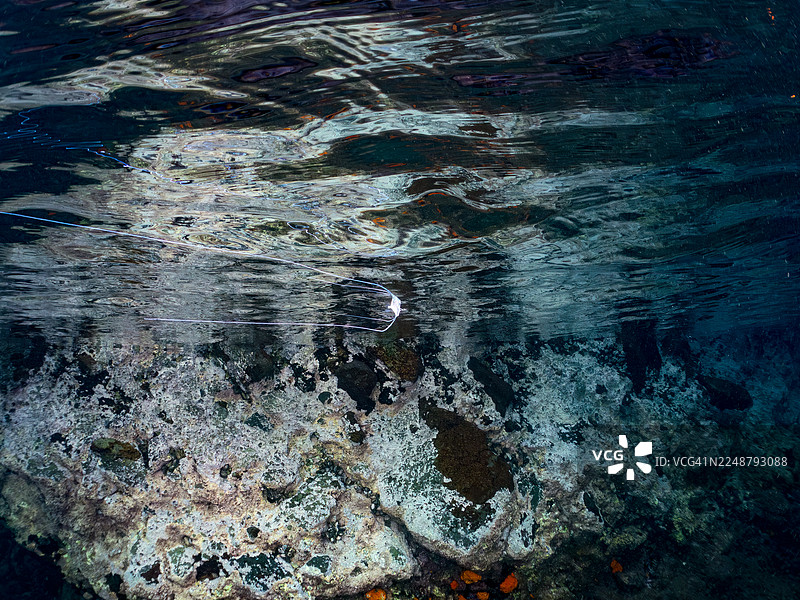 金鳞鱼(Alectis ciliaris)幼鱼,半水景摄影,鱼群。日本静冈县伊豆半岛南伊豆町中木港的平矶海滩 - 2025图片素材