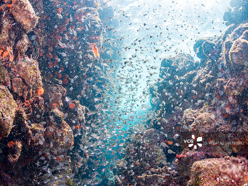 黑纹海鲫,Pempheris schwenkii,幼鱼。以及其他。鱼群。日本静冈县伊豆半岛南伊豆町中木港平野海岸 - 2025图片素材