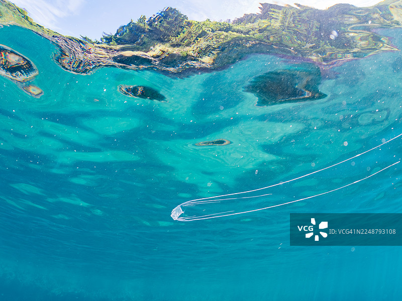 金鳞鱼,Alectis ciliaris,幼鱼。半水摄影,及其他。鱼群。日本静冈县伊豆半岛南伊豆町中木港引间滨 - 2025图片素材