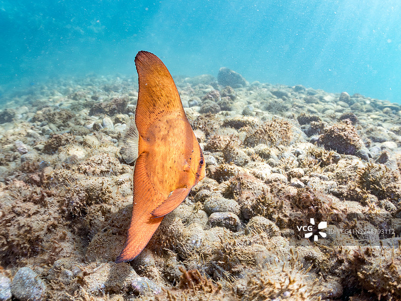 圆鳍蝙蝠鱼,Platax orbicularis,幼鱼,以及其他。鱼群。日本静冈县伊豆半岛南伊豆町长崎港 Hirizo 海滩 - 2025图片素材