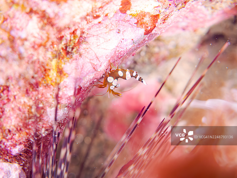 性感虾,蹲虾,安汶虾虎鱼,宝莲灯海胆,宝莲灯海胆,海葵,海葵。以及其他。鱼群。日本静冈县伊豆半岛南伊豆町中木港平矶海滩 - 2025图片素材