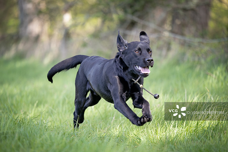 一只黑狗在充满活力的绿色草地上高速奔跑，耳朵向后飞扬，与第五格画面相同图片素材