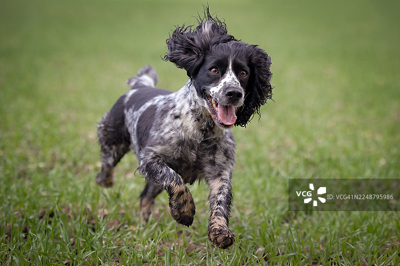 一只黑白斑点狗，耳朵耷拉着，张着嘴跑过绿色的草地图片素材