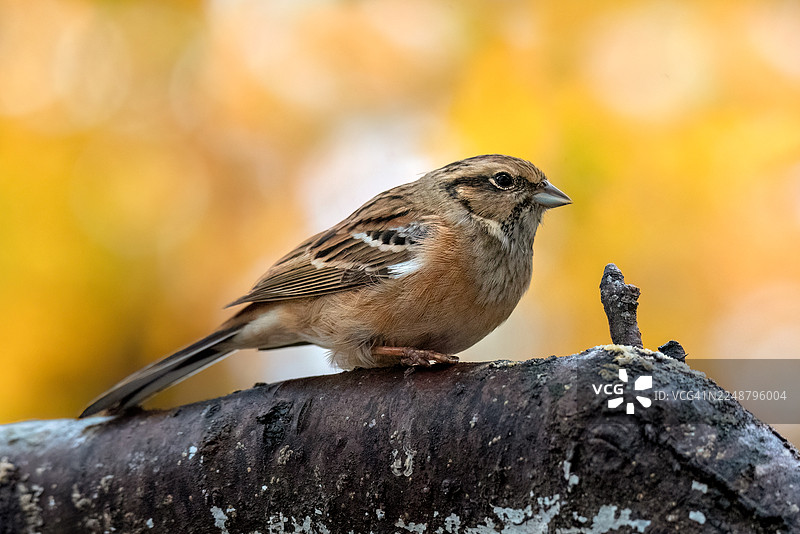 一只羽毛呈棕白色的小鸟，栖息在树枝上，背景是模糊的秋景。图片素材