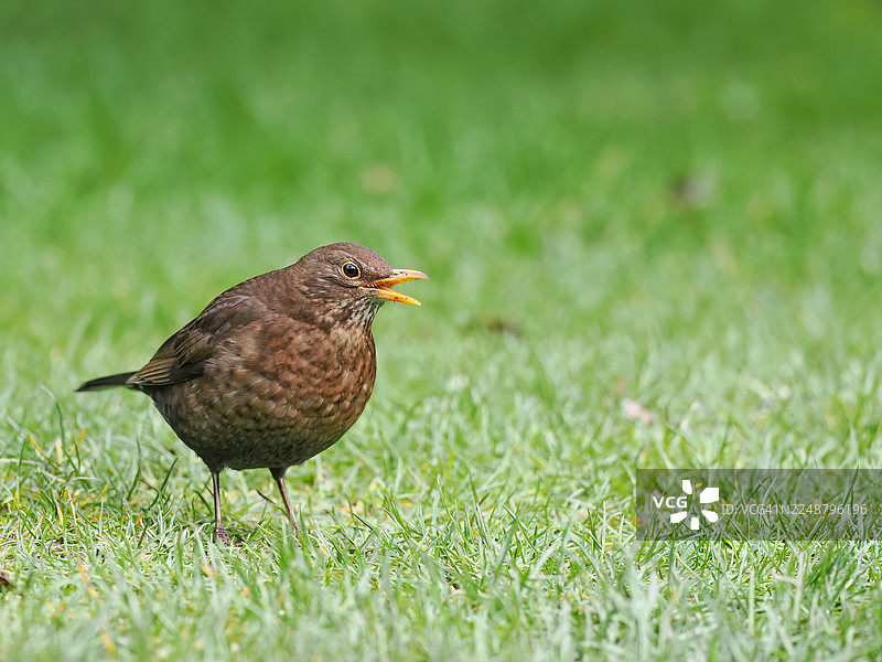 一只常见的乌鸫停在一片翠绿的草地上，特写镜头，它的喙微微张开图片素材