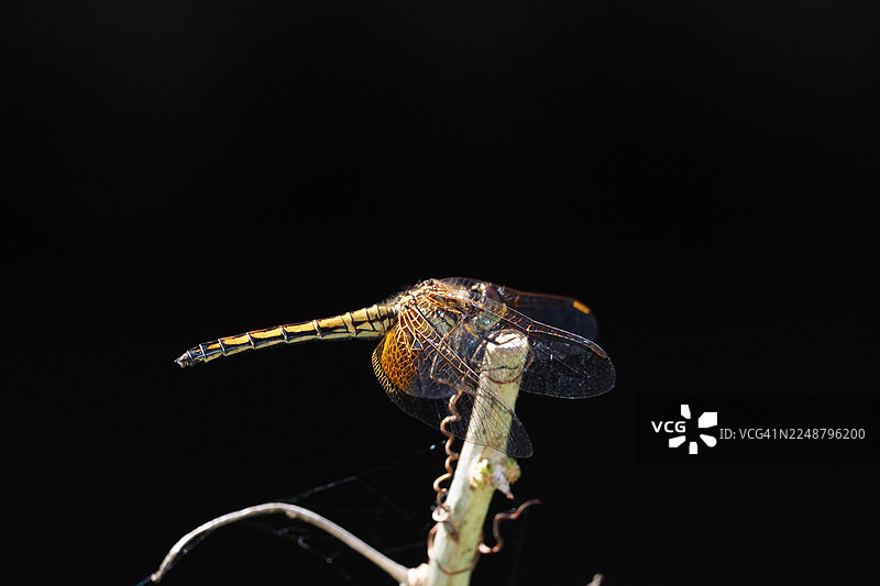 特写一只精致的蜻蜓栖息在植物茎上，背景是纯粹的黑色。图片素材
