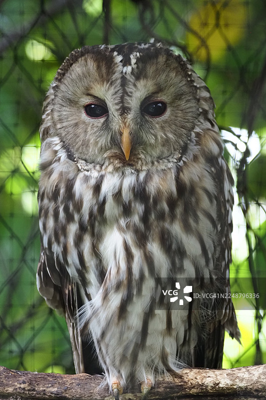 一只雄伟的猫头鹰栖息在树枝上的特写肖像，展示了其精致的羽毛图案和迷人的眼睛图片素材