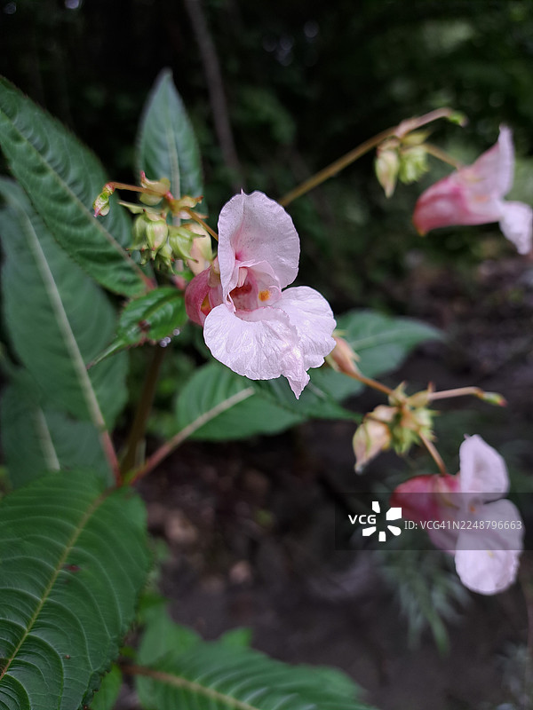特写镜头下，精致的粉色花朵搭配绿色叶子，置身于自然的户外环境中图片素材