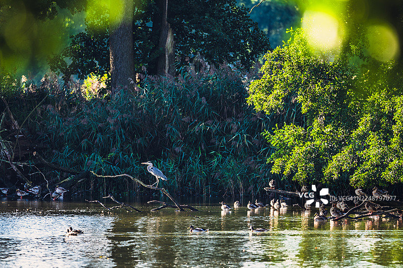 一只灰鹭栖息在树枝上，许多鸭子在葱郁的绿色环境中游泳和休息，构成一幅宁静的自然水景。图片素材