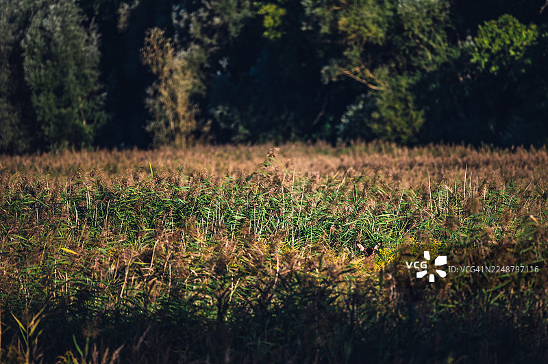 晴朗天空下的高大农作物田野广角图，背景是茂密的森林线图片素材