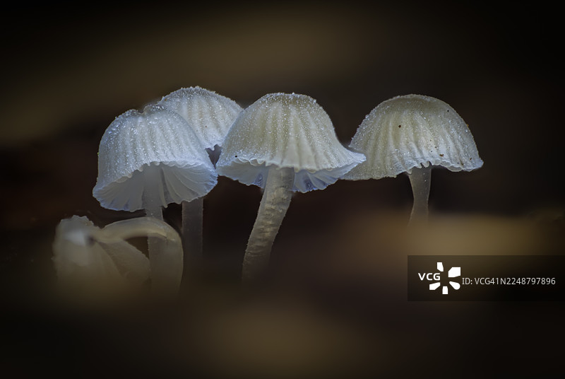 黑暗自然环境中，几朵娇嫩的白色蘑菇上带着水珠的特写图片素材