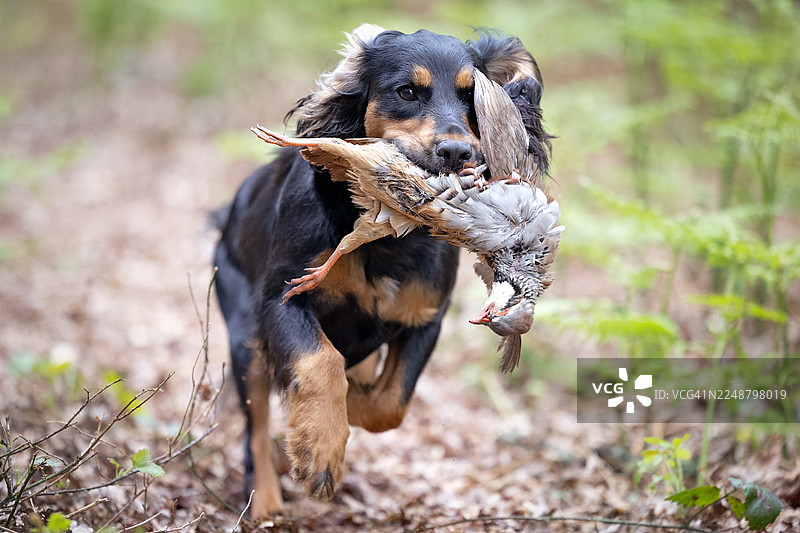 一只黑褐色的狗嘴里叼着一只死鸟，跑过树木繁茂的区域，叶子模糊不清。图片素材