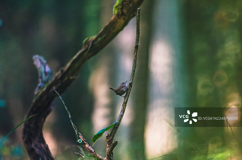 一只小鸟栖息在茂密森林的细枝上，仰望着，沐浴着柔和的自然光。图片素材