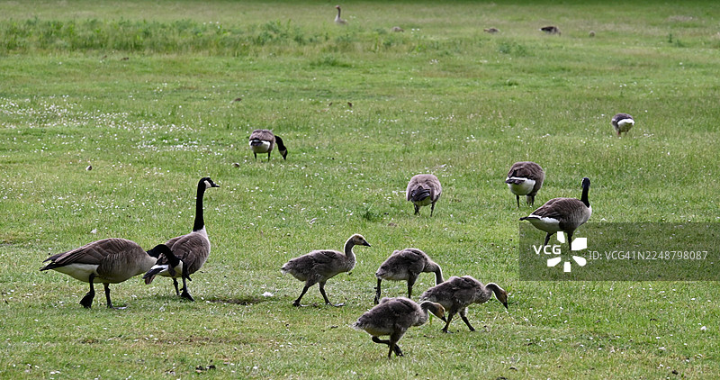 一群加拿大鹅和鹅雏在明媚的日子里，在一片葱郁的绿茵场上觅食图片素材