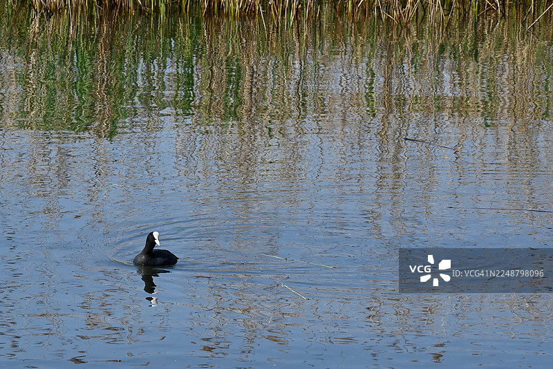 高角度拍摄，一只骨顶鸡在宁静的湖水中游泳，湖面映照着芦苇的倒影图片素材