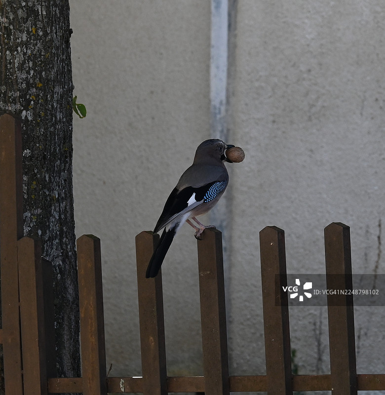 一只嘴里叼着坚果的欧亚鸲鸠，栖息在木栅栏上，旁边是树干图片素材