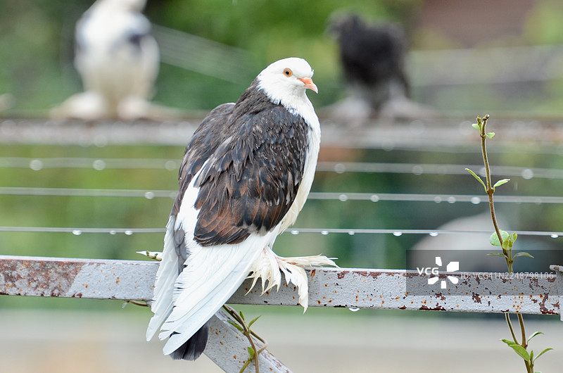 金属栏杆上的棕白鸽特写，带着雨滴图片素材