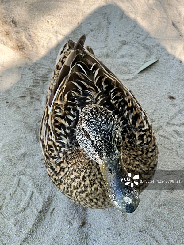 俯视视角，一只鸭子趴在沙滩上，正看向镜头图片素材