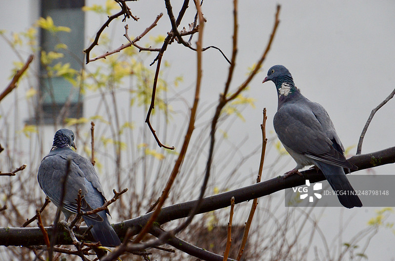 阴天时，两只鸽子栖息在光秃秃的树枝上图片素材